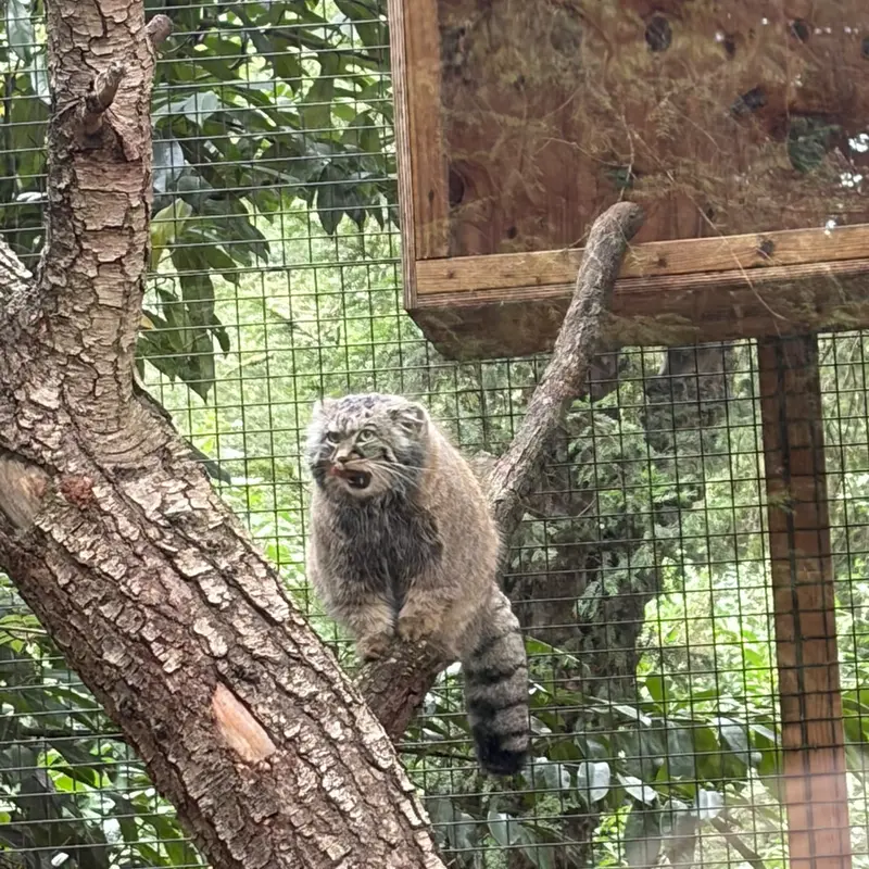 A photograph of Sayan in Cotswold Wildlife Park and Gardens