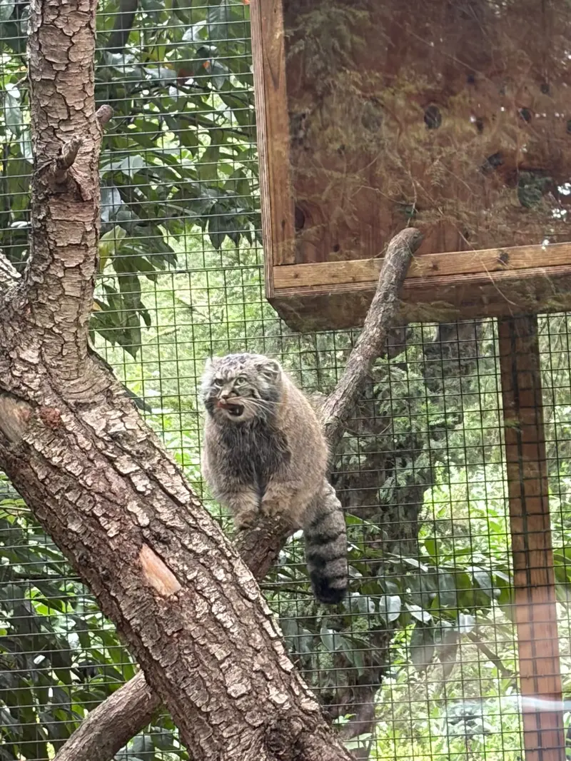A photograph of Sayan in Cotswold Wildlife Park and Gardens
