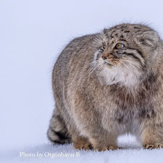 A photograph of a Pallas's cat