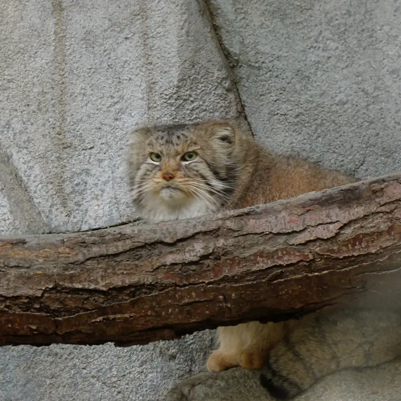A photograph of Paval in Columbus Zoo and Aquarium