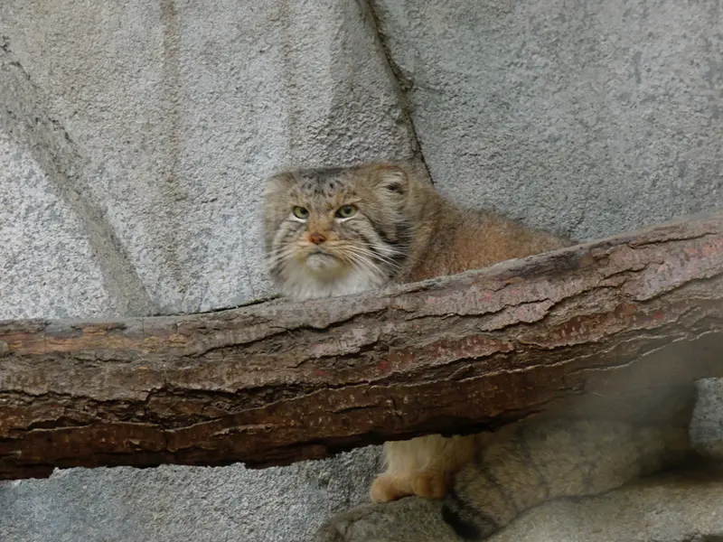 A photograph of Paval in Columbus Zoo and Aquarium