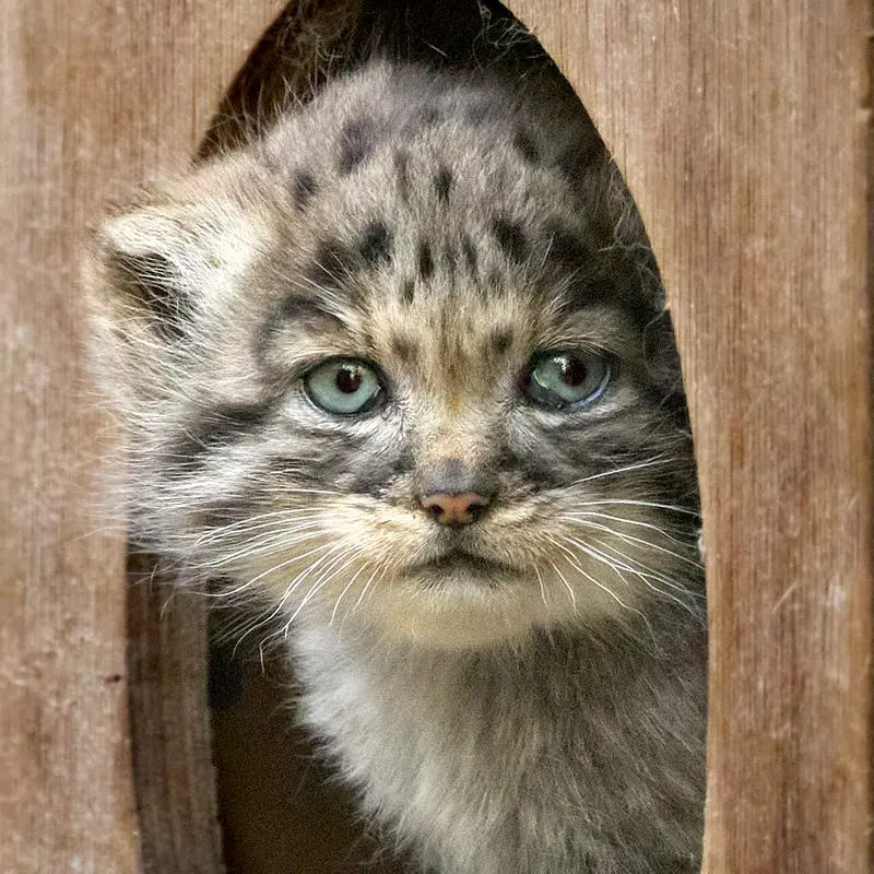 Kitten of Lolo b.2026 Ⅰ the Pallas's cat from Novosibirsk Zoo