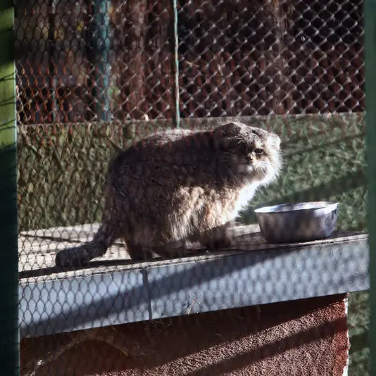 A photograph of Pazzo in Łódź Zoo