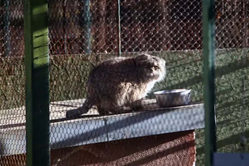 A photograph of Pazzo in Łódź Zoo