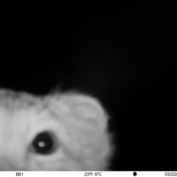 A photograph of Otocolobus manul manul from Aktas-Kunkora [new] camera trap