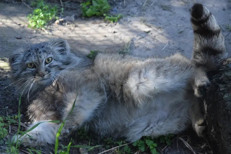 A photograph of Lucy in Budapest Zoo & Botanical Garden