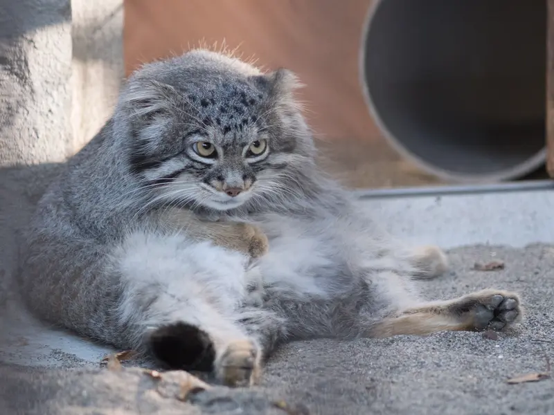 A photograph of Figa in Nogeyama Zoo