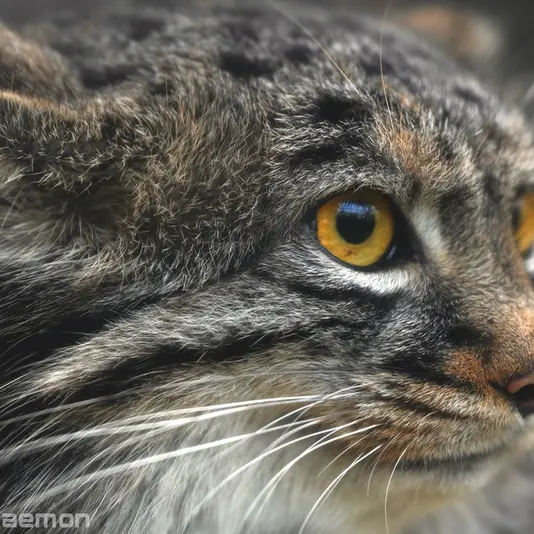 A photograph of Mei in Kobe Animal Kingdom