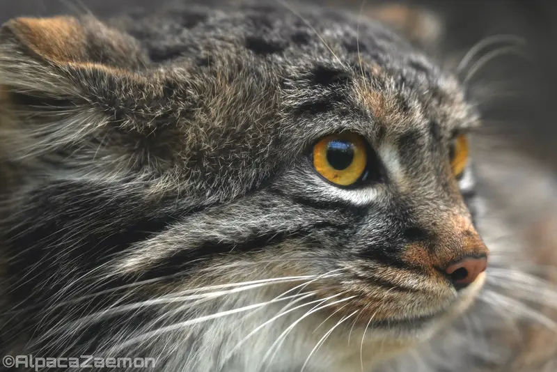 A photograph of Mei in Kobe Animal Kingdom