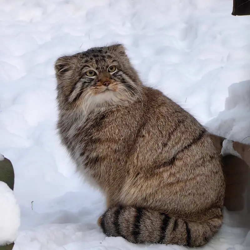 A photograph of Son of Lolo 2024 Ⅲ in Novosibirsk Zoo