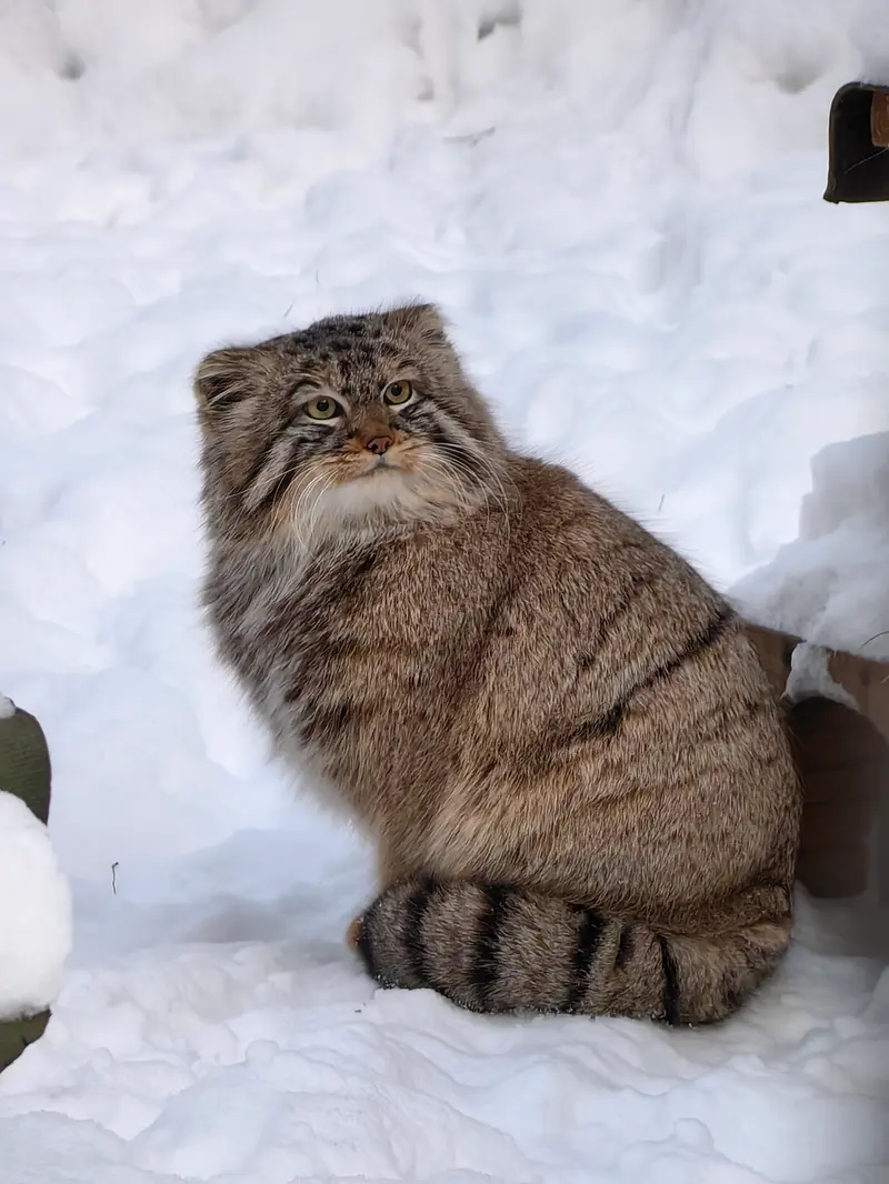 A photograph of Son of Lolo 2024 Ⅲ in Novosibirsk Zoo