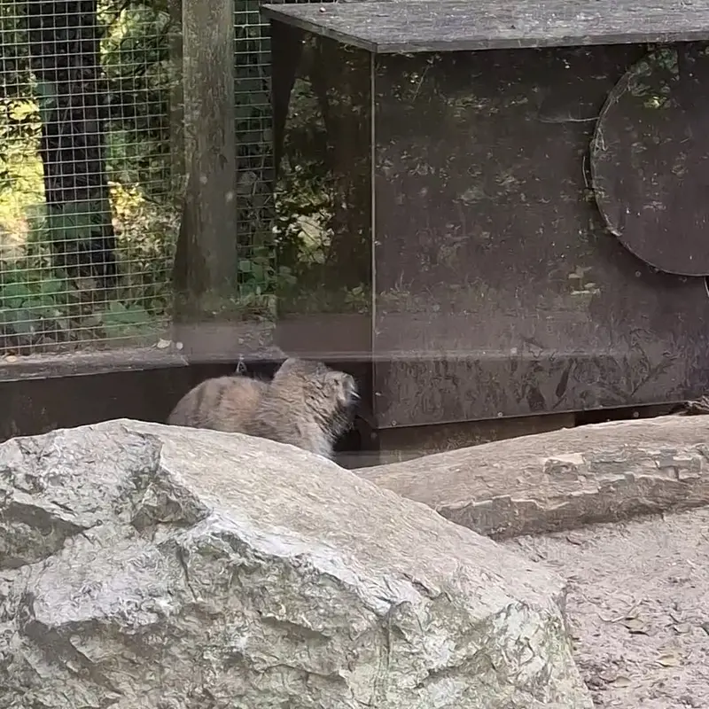 A photograph of a Pallas's cat in Košice Zoo