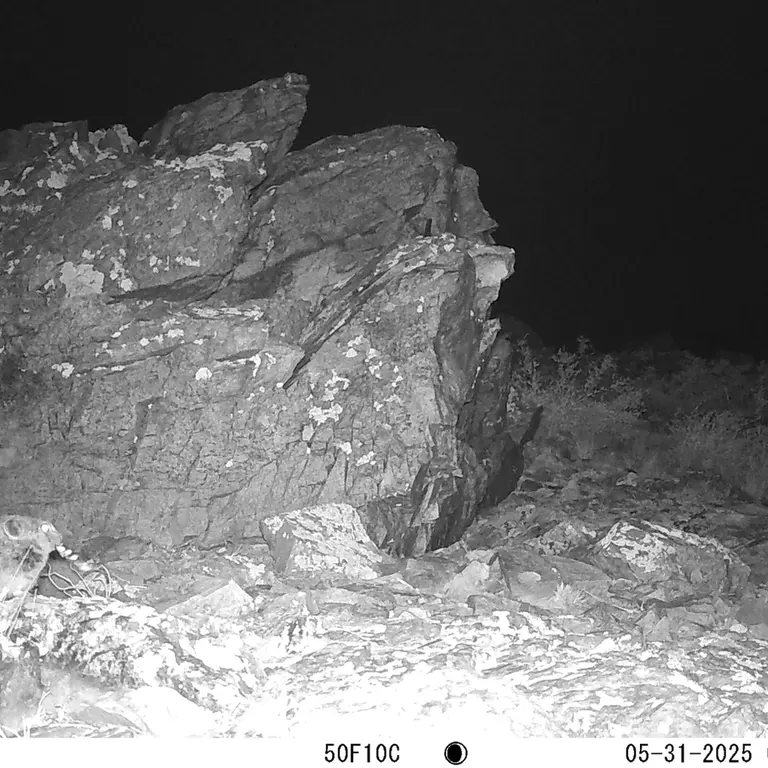 A photograph of Kazakh pika from Karashoky [new] camera trap