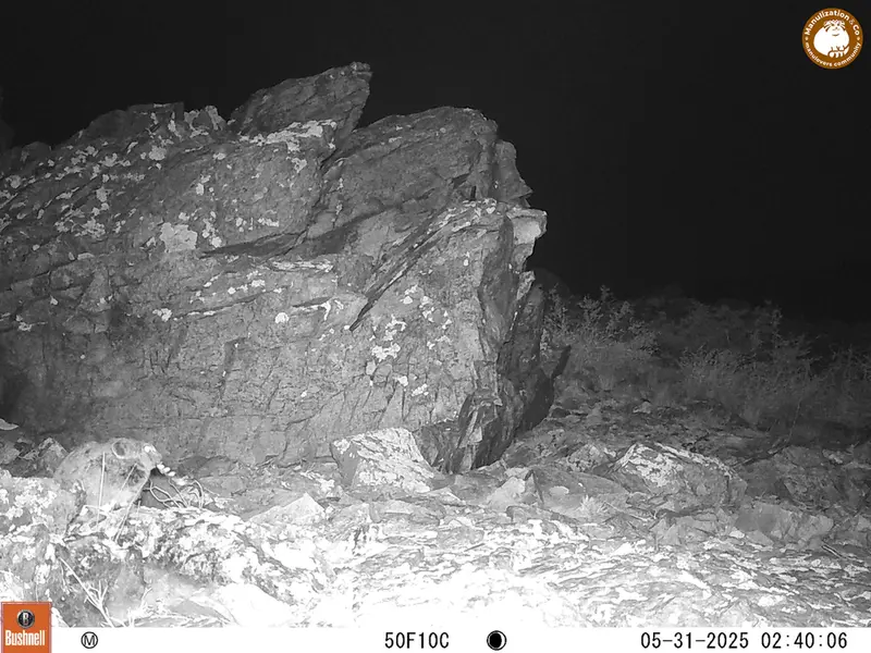 A photograph of Kazakh pika from Karashoky [new] camera trap