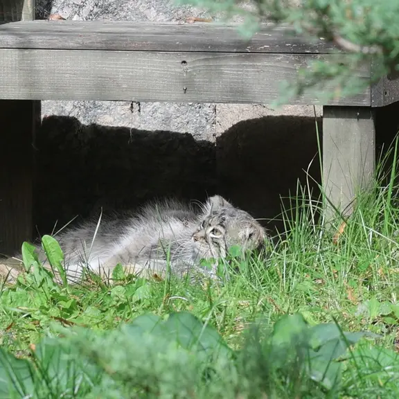 A photograph of a Pallas's cat in Moscow zoo