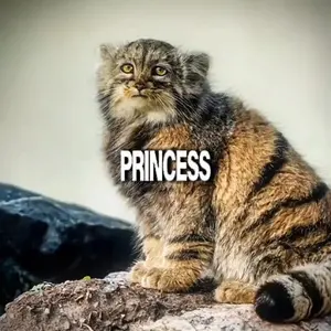 [ shitpost ] Prinsessa and Polly edit