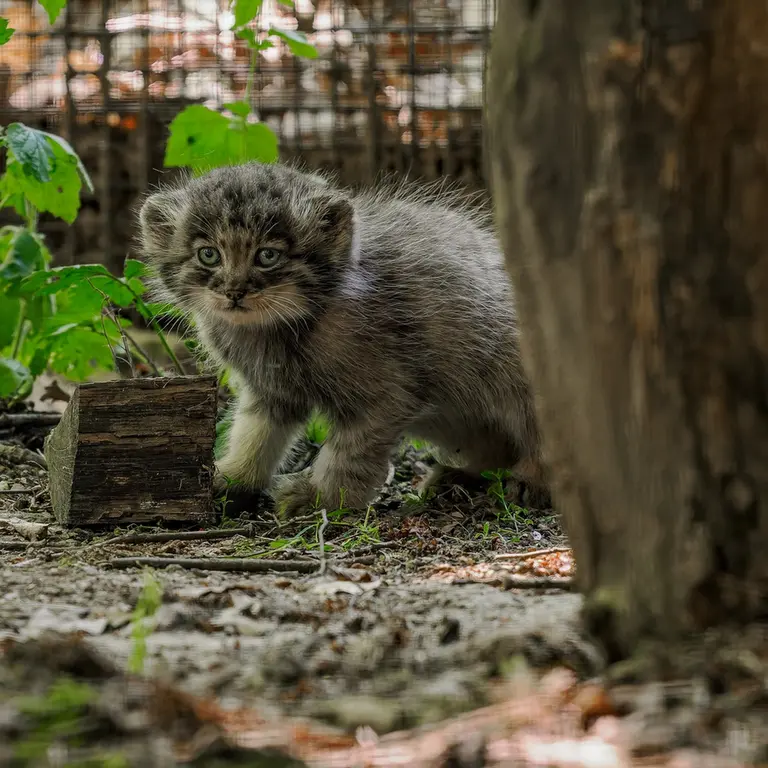 A photograph of a Pallas's cat in Brno Zoo