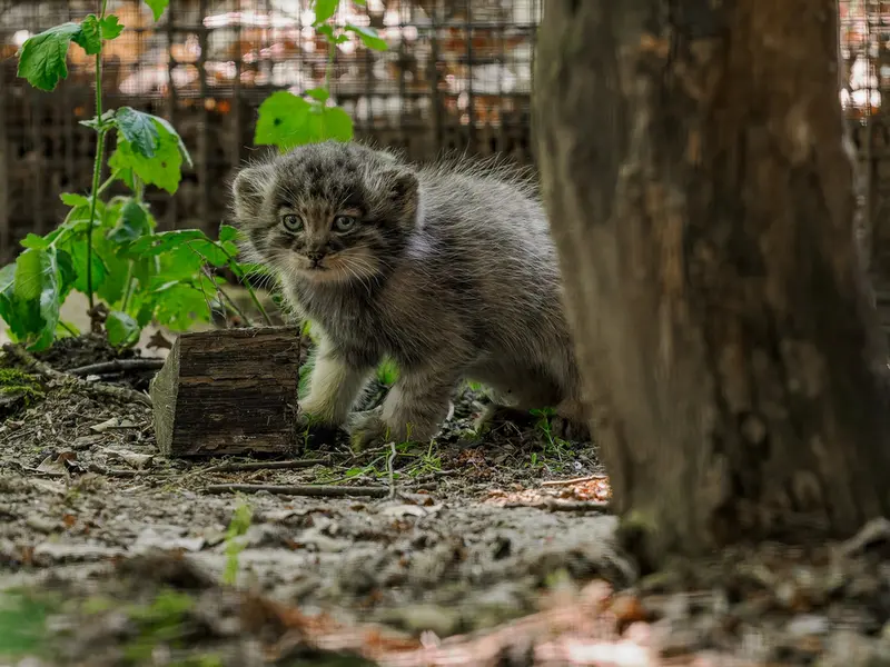A photograph of a Pallas's cat in Brno Zoo