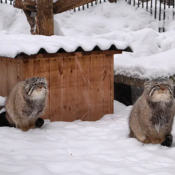 A photograph of Son of Eve 2024 Ⅱ and Son of  Eve 2024 Ⅳ in Novosibirsk Zoo