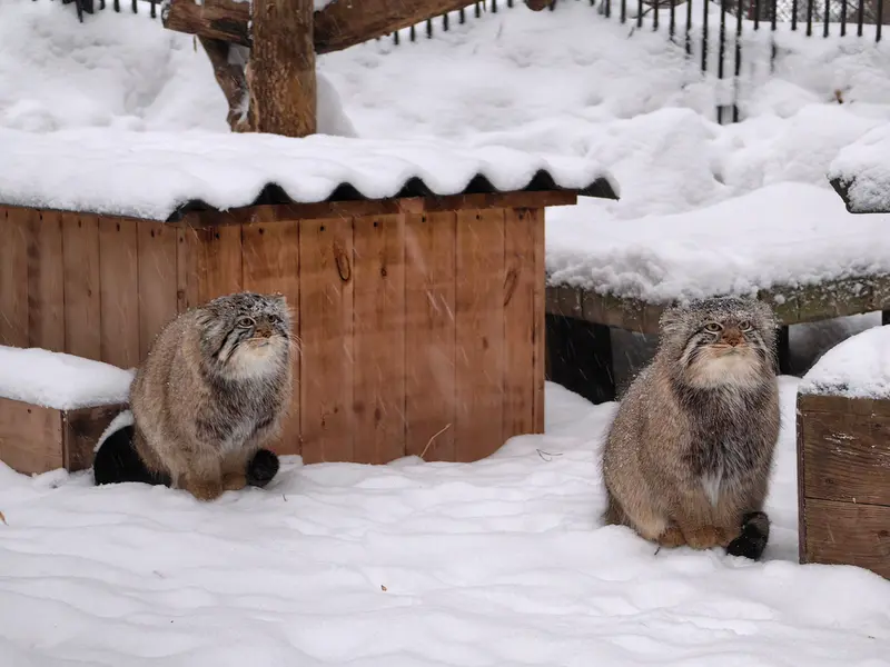 A photograph of Son of Eve 2024 Ⅱ and Son of  Eve 2024 Ⅳ in Novosibirsk Zoo