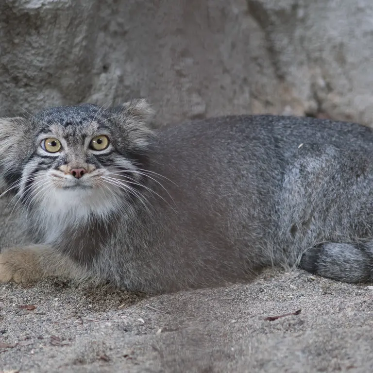 A photograph of Figa in Nogeyama Zoo