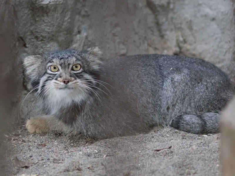 A photograph of Figa in Nogeyama Zoo