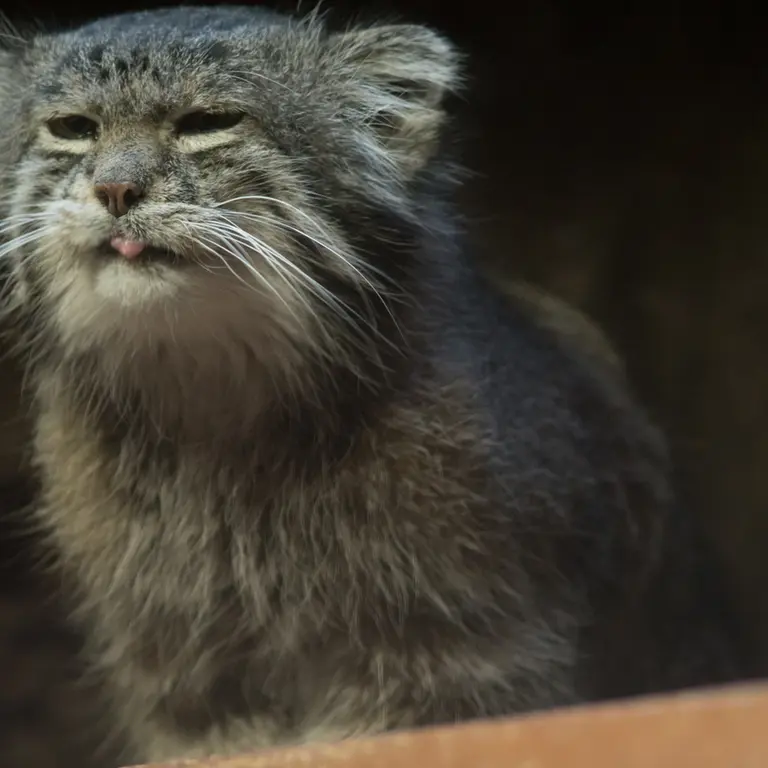 A photograph of Klyon in Ueno Zoological Gardens
