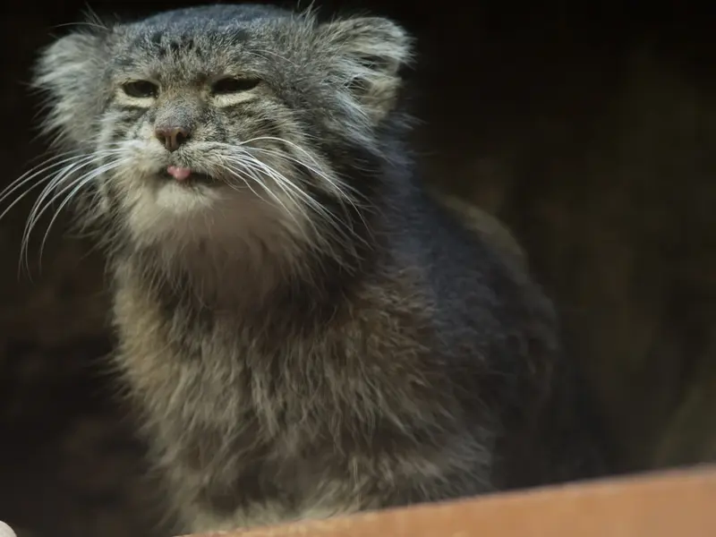A photograph of Klyon in Ueno Zoological Gardens