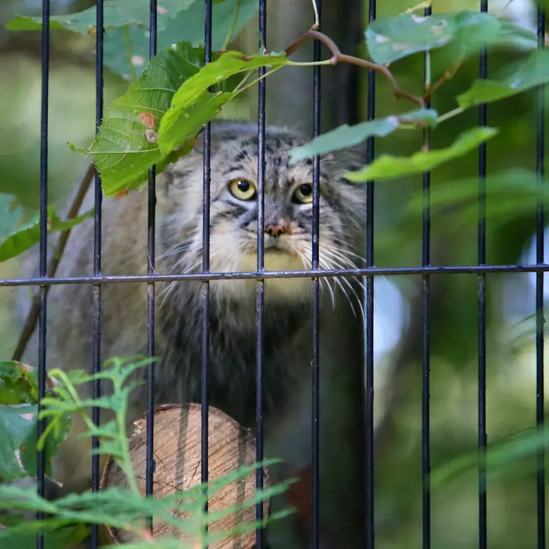A photograph of Tsas in Kraków Zoo