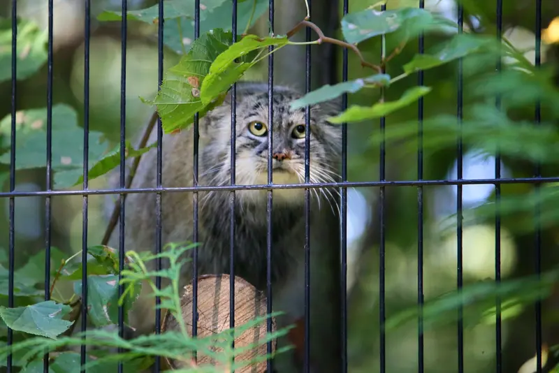 A photograph of Tsas in Kraków Zoo