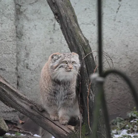 A photograph of a Pallas's cat in Budapest Zoo &amp; Botanical Garden