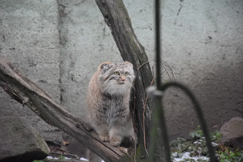 A photograph of a Pallas's cat in Budapest Zoo &amp; Botanical Garden
