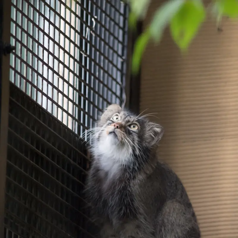 A photograph of Hide in Asahiyama Zoo