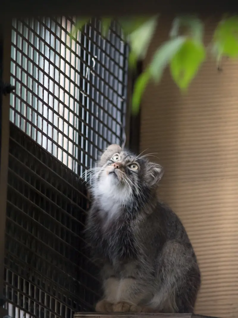 A photograph of Hide in Asahiyama Zoo