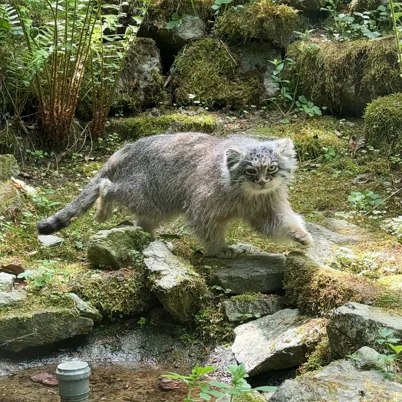 A photograph of Batu in Opel Zoo
