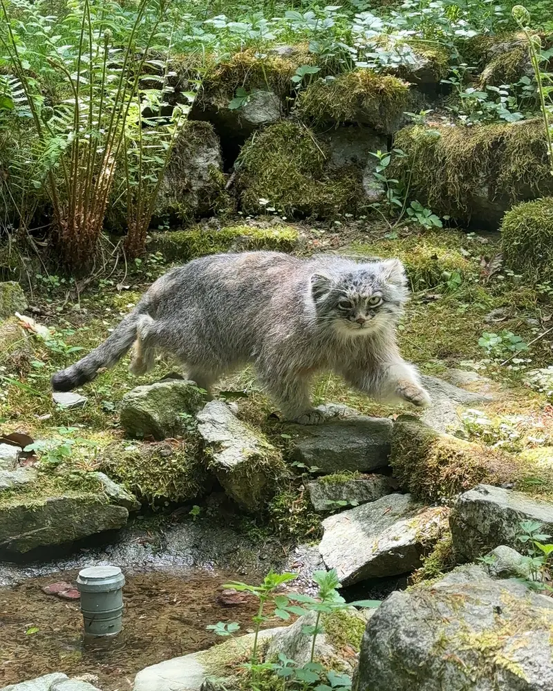 A photograph of Batu in Opel Zoo