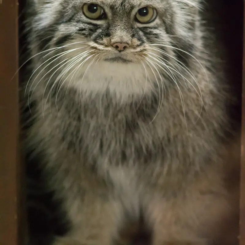 A photograph of Shafran in Ueno Zoological Gardens