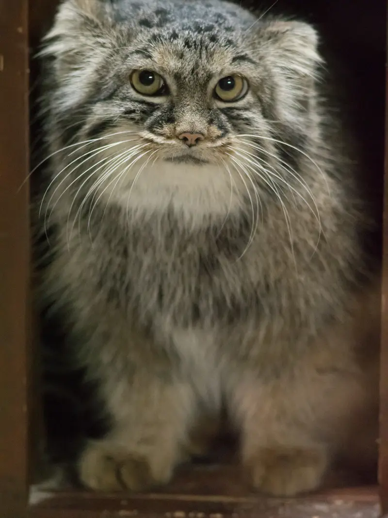A photograph of Shafran in Ueno Zoological Gardens