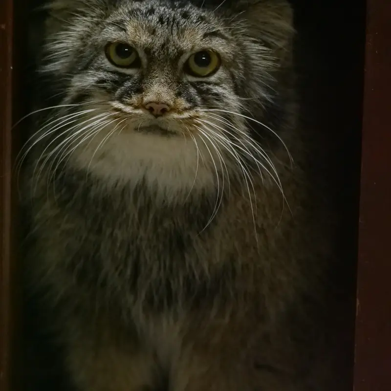 A photograph of Shafran in Ueno Zoological Gardens