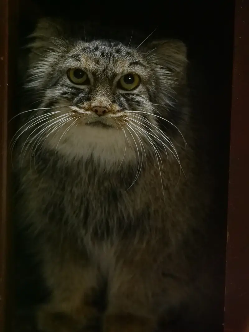 A photograph of Shafran in Ueno Zoological Gardens