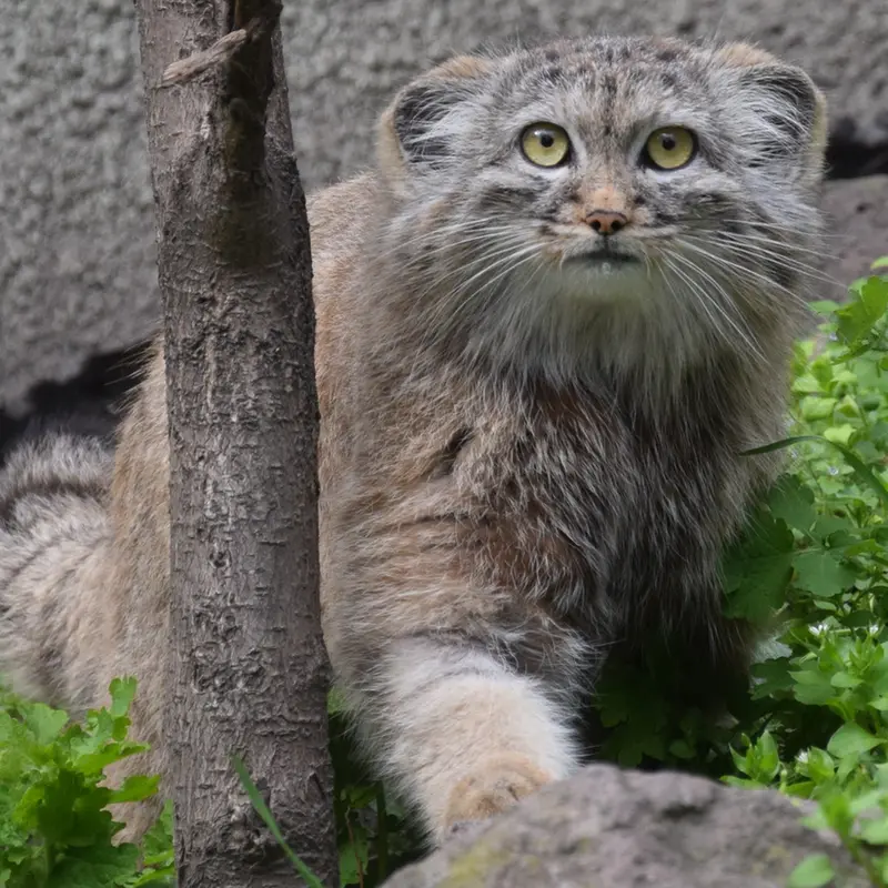 A photograph of Lucy in Budapest Zoo & Botanical Garden