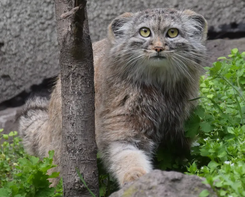 A photograph of Lucy in Budapest Zoo & Botanical Garden