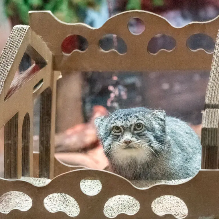 A photograph of Pabu in Lake Superior Zoo