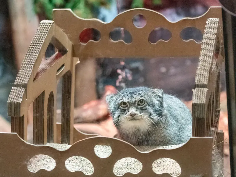 A photograph of Pabu in Lake Superior Zoo
