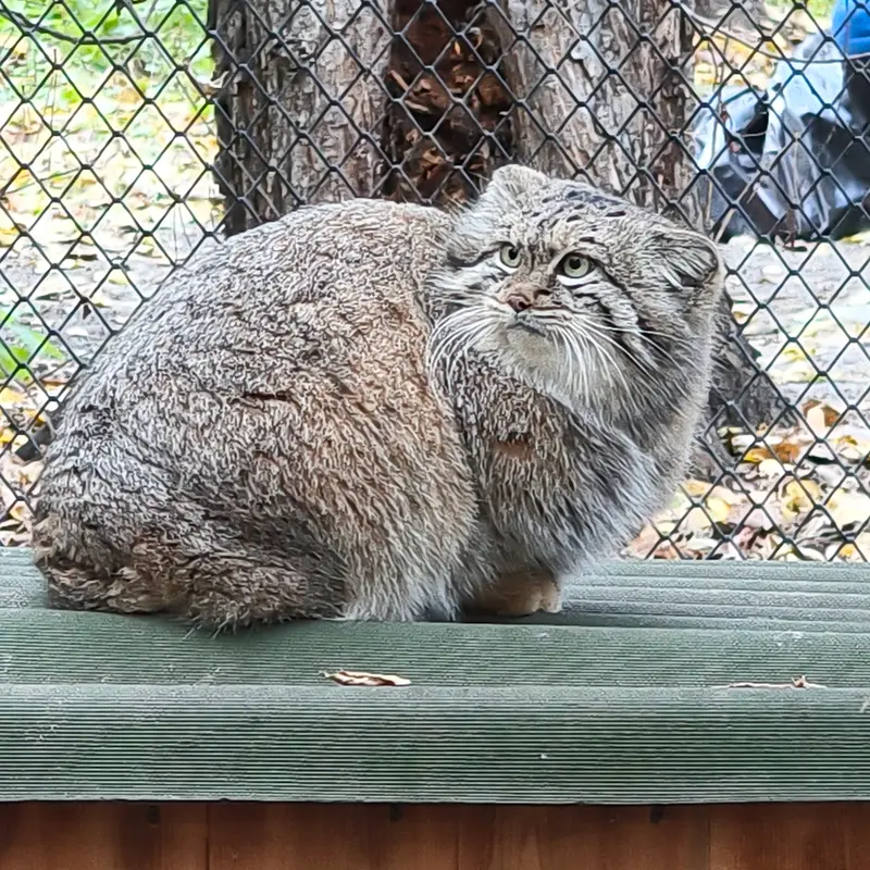 A photograph of Snezhana in Novosibirsk Zoo