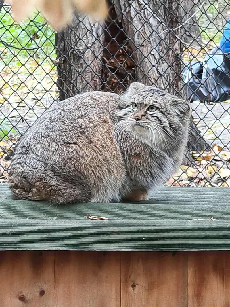 A photograph of Snezhana in Novosibirsk Zoo