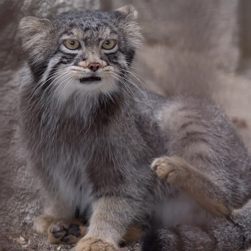 A photograph of Figa in Nogeyama Zoo