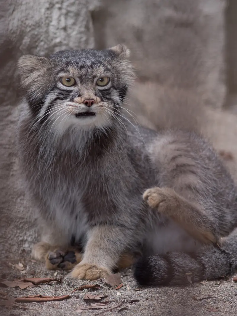 A photograph of Figa in Nogeyama Zoo