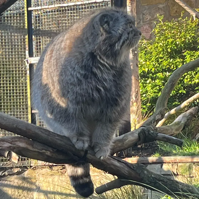A photograph of Akiko in Edinburgh Zoo