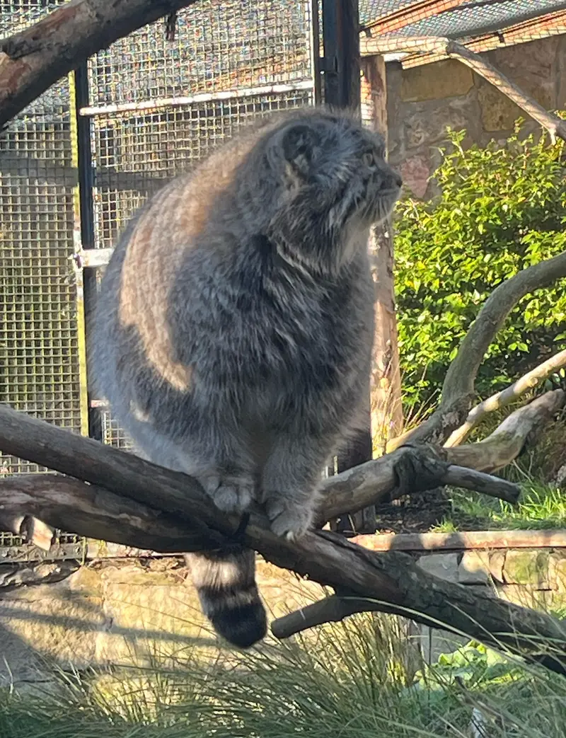 A photograph of Akiko in Edinburgh Zoo